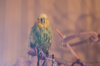 _DSC4311@0,25x.jpg
