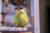 _DSC4329@0,25x.jpg