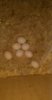 IMG-20170523-WA0155.jpeg