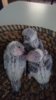 DSC_2114.JPG