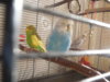 DSCN9521.JPG