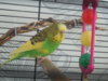 DSCN9524.JPG