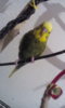 IMG-20170620-WA0018.jpeg