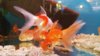 IMG-20170625-WA0004.jpeg