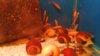 IMG-20170625-WA0065.jpeg