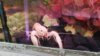 IMG-20170625-WA0052.jpeg