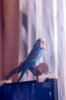 _DSC5115@0,25x.jpg