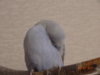 DSC01983.JPG
