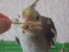 DSCN0518.JPG