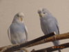 DSC02019.JPG
