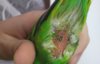 IMG_20170708_181617.jpg