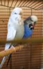 IMG_20170718_163444.jpg