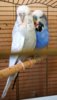 IMG_20170718_163414.jpg