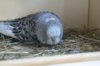 IMG-20170719-WA0014.jpg