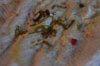 DSC_0403.JPG