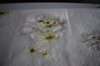 DSC_0412.JPG