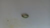 IMG_20100530_033513.jpg