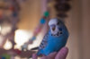 _DSC6226@0,25x.jpg