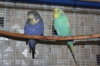 IMG_3461.JPG
