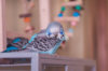 _DSC6254@0,25x.jpg
