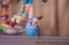 _DSC6258@0,25x.jpg