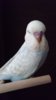 DSC_0130.JPG