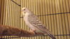 DSCF9254.JPG