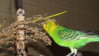 DSCF9173.JPG