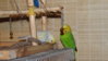 DSCF9195.JPG