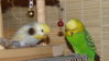 DSCF9202.JPG