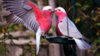 refik-durbac59f-hoc59fgeldin-hayat-galah-bird.jpg