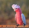 Galah 01.jpg