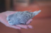_DSC7055@0,25x.jpg