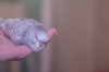 _DSC7058@0,25x.jpg