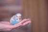 _DSC7204@0,25x.jpg