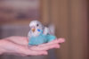 _DSC7210@0,25x.jpg