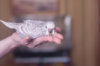 _DSC7226@0,25x.jpg