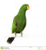 male-eclectus-parrot-2314482.jpg