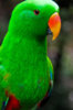 eclectus_parrot_by_automidori-d2a01a4.jpg