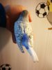 IMG_20170924_184216.jpg