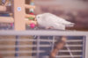 _DSC6523@0,25x.jpg