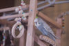 _DSC7842@0,25x.jpg