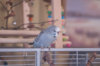 _DSC7857@0,25x.jpg