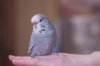 _DSC8045@0,25x.jpg