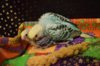 DSC_3975.JPG