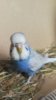 IMG-20171013-WA0140.jpeg
