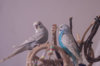 _DSC8263@0,25x.jpg