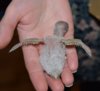 DSC_4087.JPG