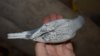 DSC_4712.JPG