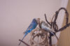 _DSC9063@0,25x.jpg